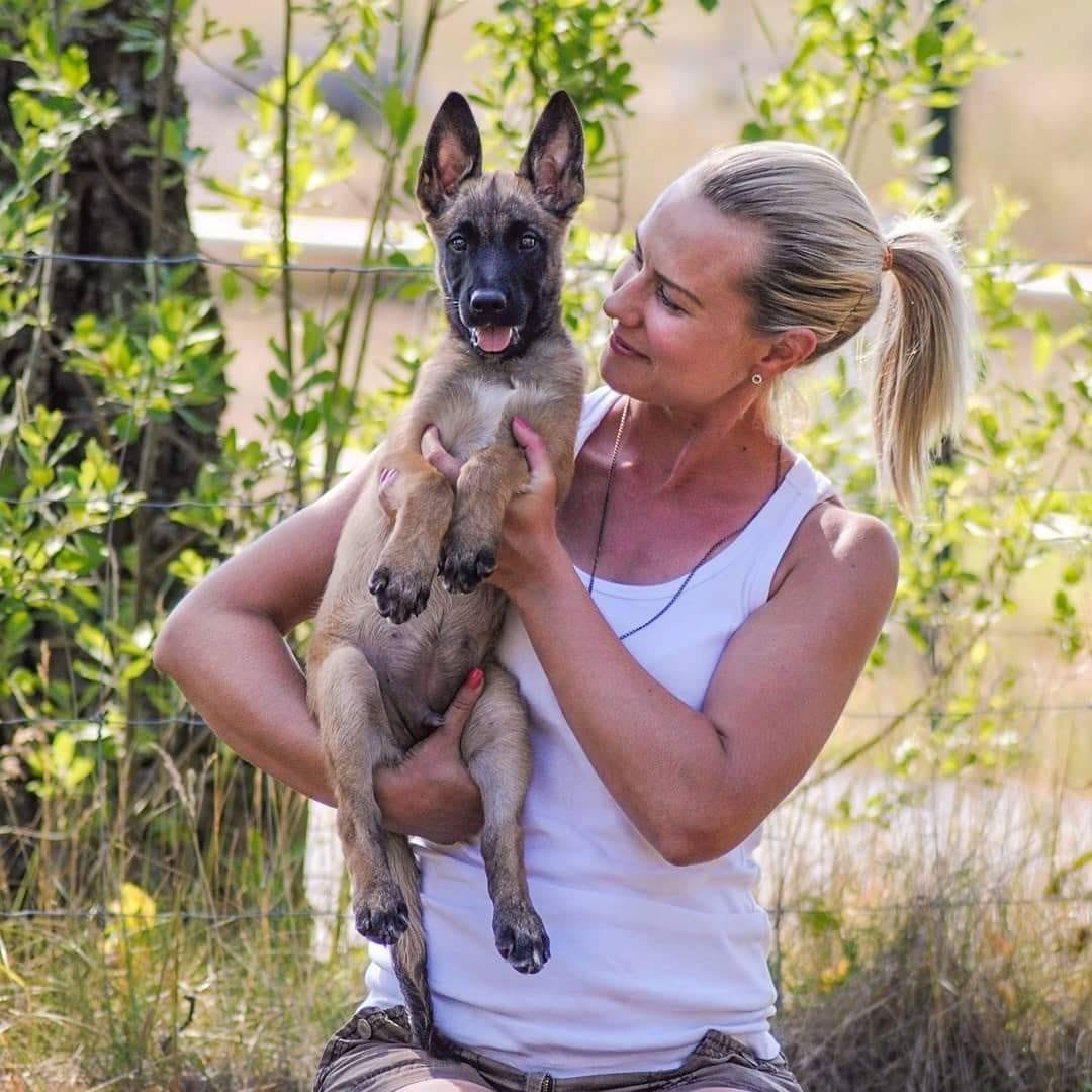 The Secret Malinois Breeding Techniques No One Talks About
